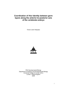 Coordination of Hox identity between germ layers along the anterior