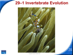 29–1 Invertebrate Evolution