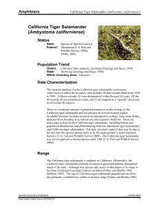 California Tiger Salamander