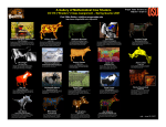 2007 Cow Poster - College of Engineering | Oregon State University