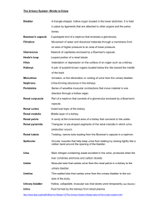 The Urinary System: Words to Know