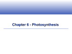 Chapter 6 - Photosynthesis