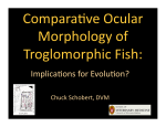 Comparative Ocular Morphology of Troglomorphic Fish