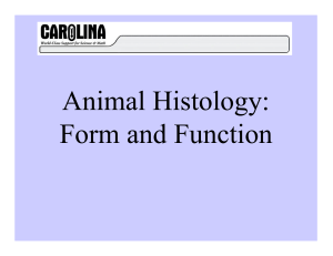 Animal Histology