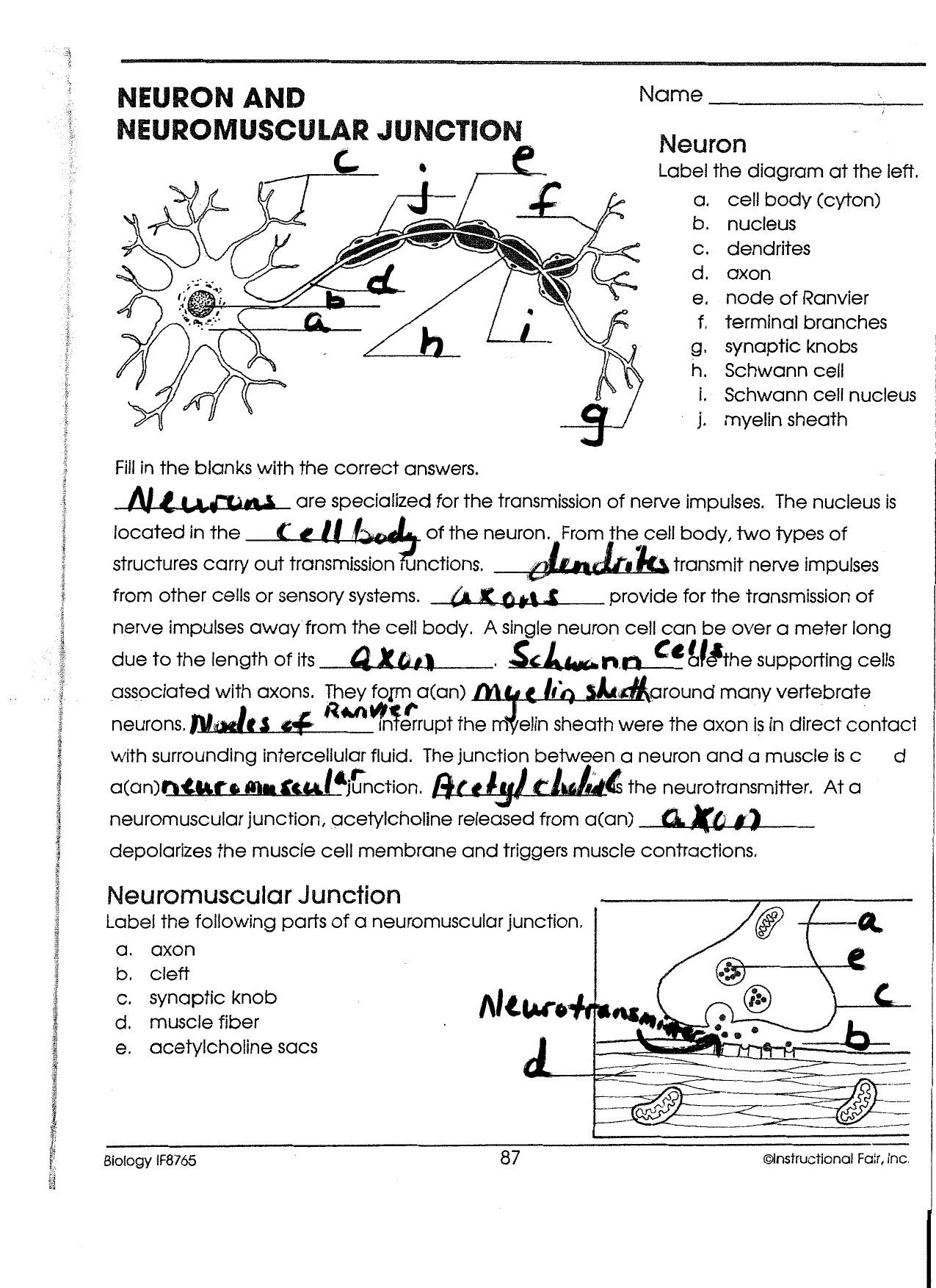35-label-the-neuron-worksheet-answers-labels-for-your-ideas