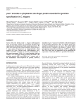 POS-1 and germ cell specification