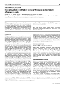 Heparan sulphate identified on human erythrocytes: a Plasmodium