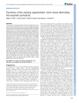 Dynamics of the slowing segmentation clock reveal