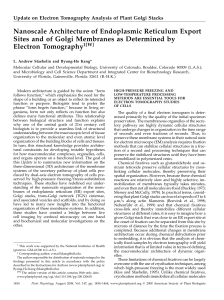 Nanoscale Architecture of Endoplasmic Reticulum Export Sites and