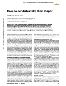 How do dendrites take their shape?