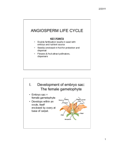 ANGIOSPERM LIFE CYCLE - University of San Diego Home Pages
