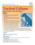 Tracheal Collapse - Milliken Animal Clinic