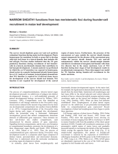 Clonal analysis of NARROW SHEATH1 - Development