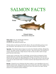 Salmon Facts PDF