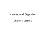 Nerves and Digestion
