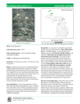 Saxifraga paniculata - Michigan Natural Features Inventory