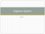 Digestive System Part Two