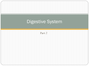 Digestive System Part Two