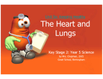 The Heart and Lungs The Heart and Lungs