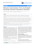 Molecular characterization of the uncultivatable hemotropic