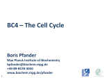 BC4 – The Cell Cycle