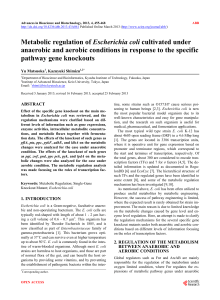 Metabolic regulation of Escherichia coli cultivated under anaerobic