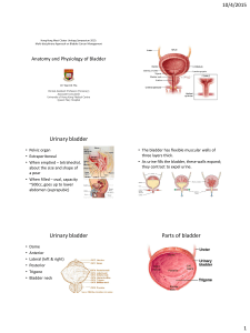 Urinary bladder Urinary bladder Parts of bladder