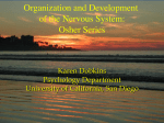 Organization and Development of the Nervous System
