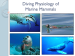 Diving Physiology of Marine Mammals