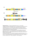 Kanr T-DNA Supplemental Figure 1. Transgenic complementation of