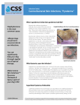 Canine Bacterial Skin Infections, “Pyoderma”