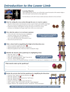 Introduction to the Lower Limb