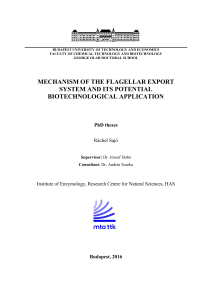 mechanism of the flagellar export system and its potential