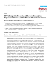 ERVK Polyprotein Processing and Reverse Transcriptase