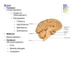 Cerebrum - ISpatula