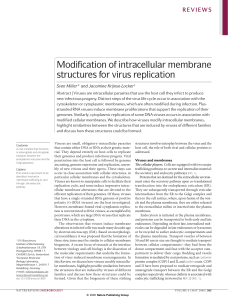 Modification of intracellular membrane structures for virus