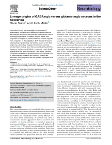 Lineage origins of GABAergic versus glutamatergic neurons in the