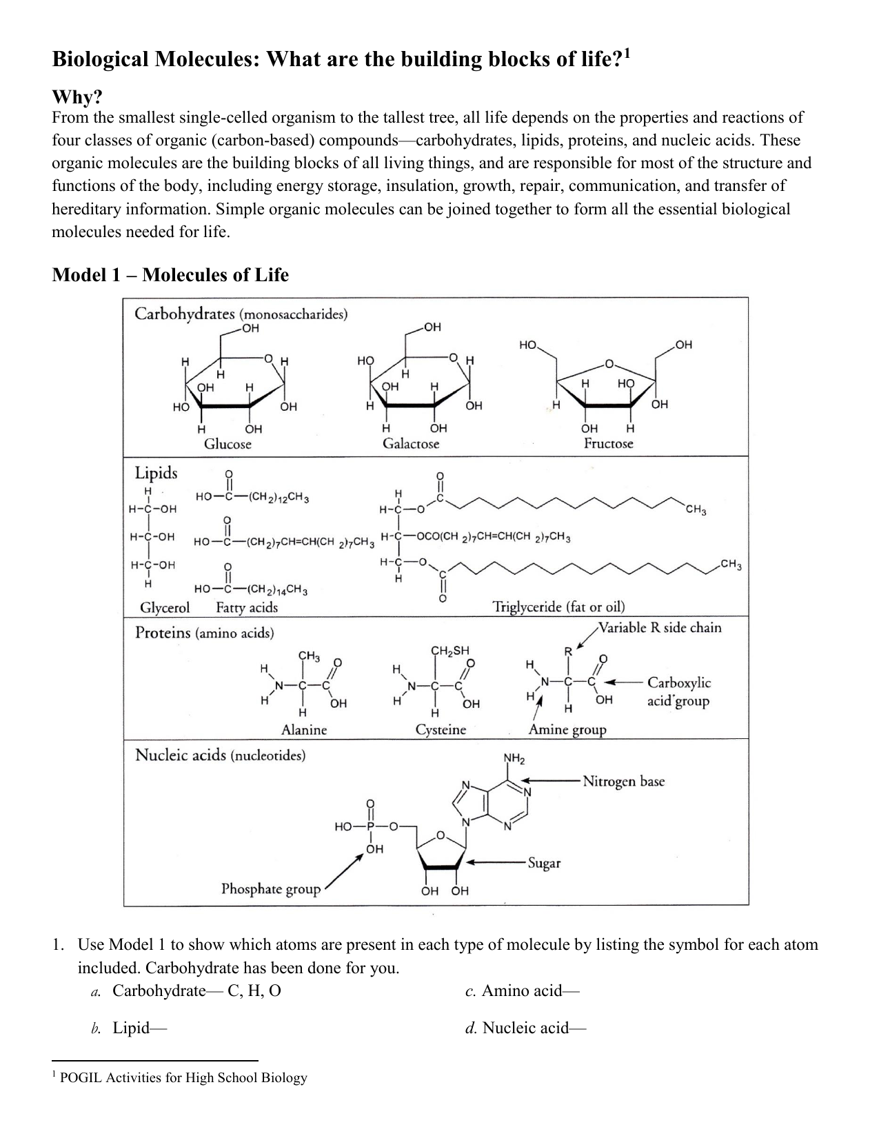 Biological Molecules: What are the building blocks of life?21 Throughout Biological Molecules Worksheet Answers