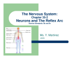 The Nervous System: Neurons and The Reflex Arc