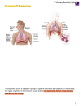 ① Pulmonary Respiratory System