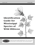 B1176 Identification Guide for Mississippi Species of Wild Hibiscus