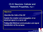 Ch 8: The Nervous System