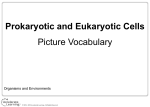 Prokaryotic and Eukaryotic Cells Picture Vocabulary