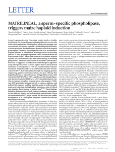 MATRILINEAL, a sperm-specific phospholipase, triggers maize