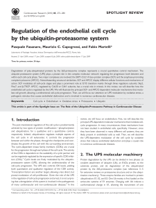 Regulation of the endothelial cell cycle by the ubiquitin