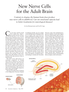 New Nerve Cells for the Adult Brain