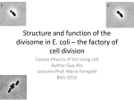 Structure and function of the divisome in E. coli – the factory of cell