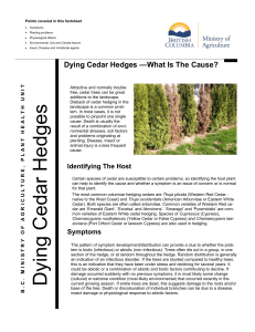 Dying Cedar Hedges - What is the Cause?