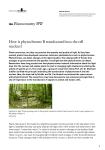 How is phytochrome B translocated into the cell nucleus?