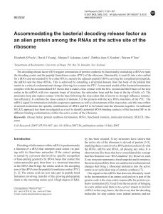 Accommodating the bacterial decoding release factor as an